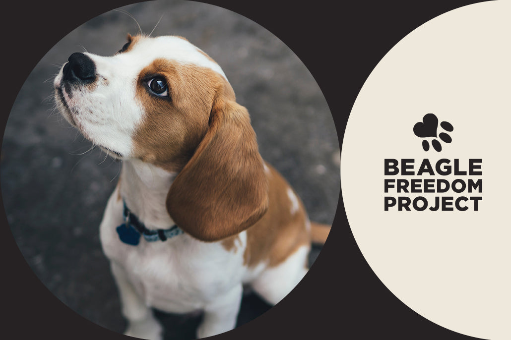 Beagle Freedom Project with Om